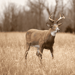 Flambeau Outdoors 5965MS Boss Buck - Masters Series Deer Decoy
