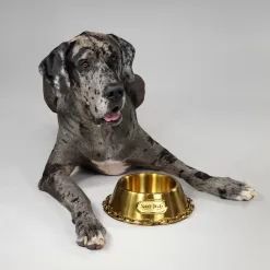 Snoop Doggie Doggs Off the Chain Deluxe Gold Pet Bowl, 1 Cup, Small