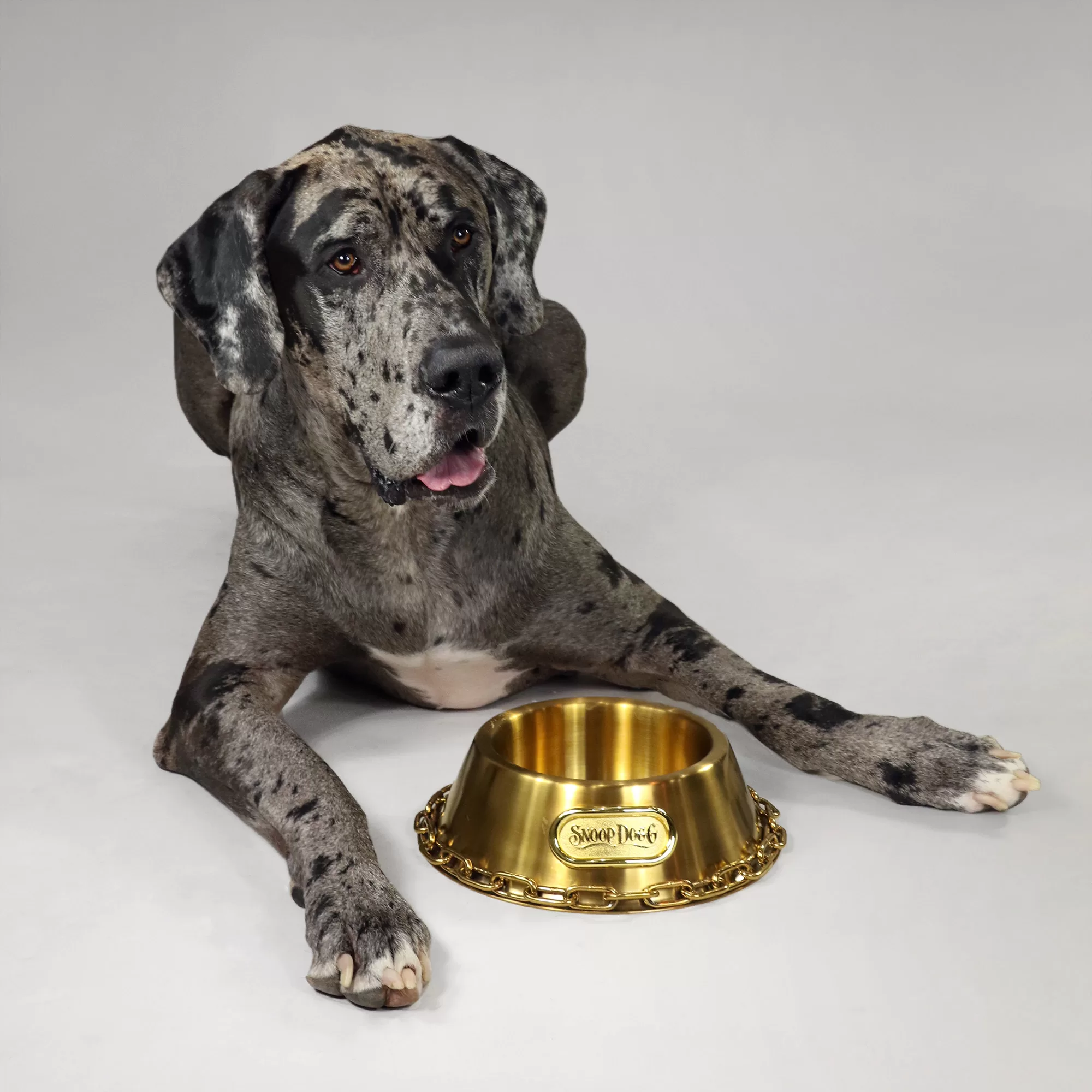 Snoop Doggie Doggs Off the Chain Deluxe Gold Pet Bowl, 1 Cup, Small