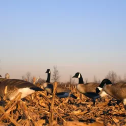 Flambeau Outdoors, 8990FBU, Storm Front, Full Body Canada Standard, Full Size, Goose Decoys, 6 Pack, 24.5 pounds
