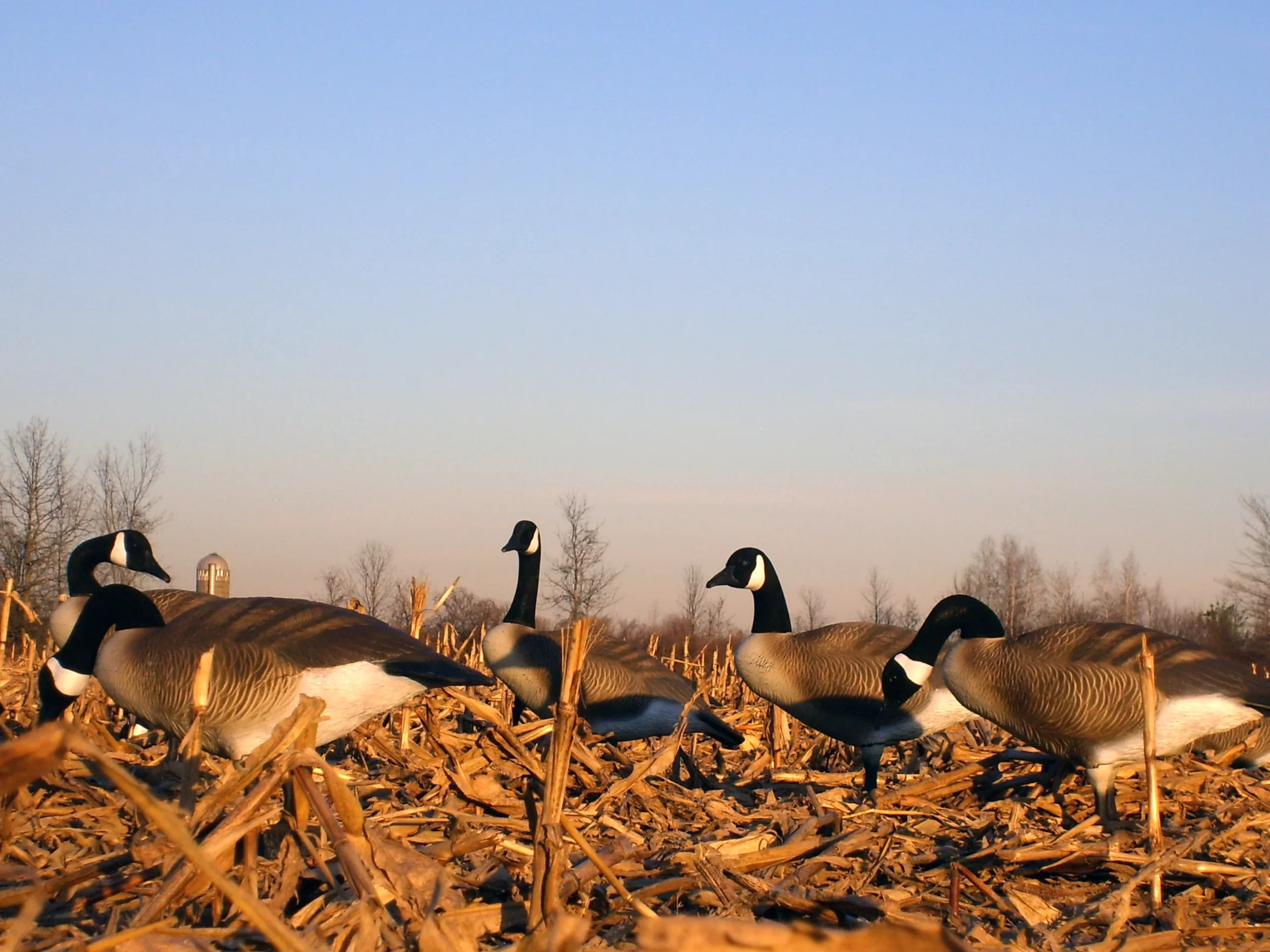 Flambeau Outdoors, 8990FBU, Storm Front, Full Body Canada Standard, Full Size, Goose Decoys, 6 Pack, 24.5 pounds