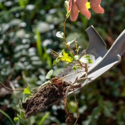 Radius Garden 22311-21 31 in. Fiberglass Handle 40 in. Root Slayer Carbon Steel Nomad Shovel