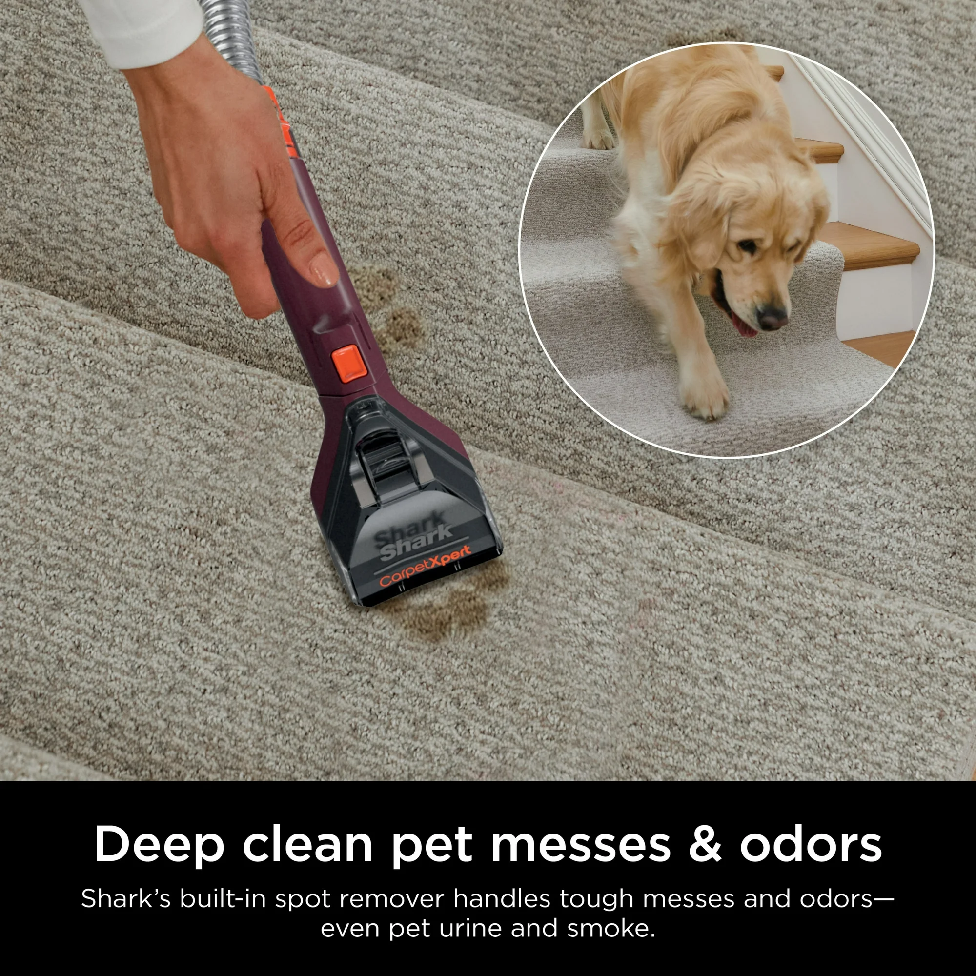 Shark CarpetXpert 10" Pet Upright Deep Carpet Cleaner with Handheld Spot & Stain Eliminator, 12oz Cleanser