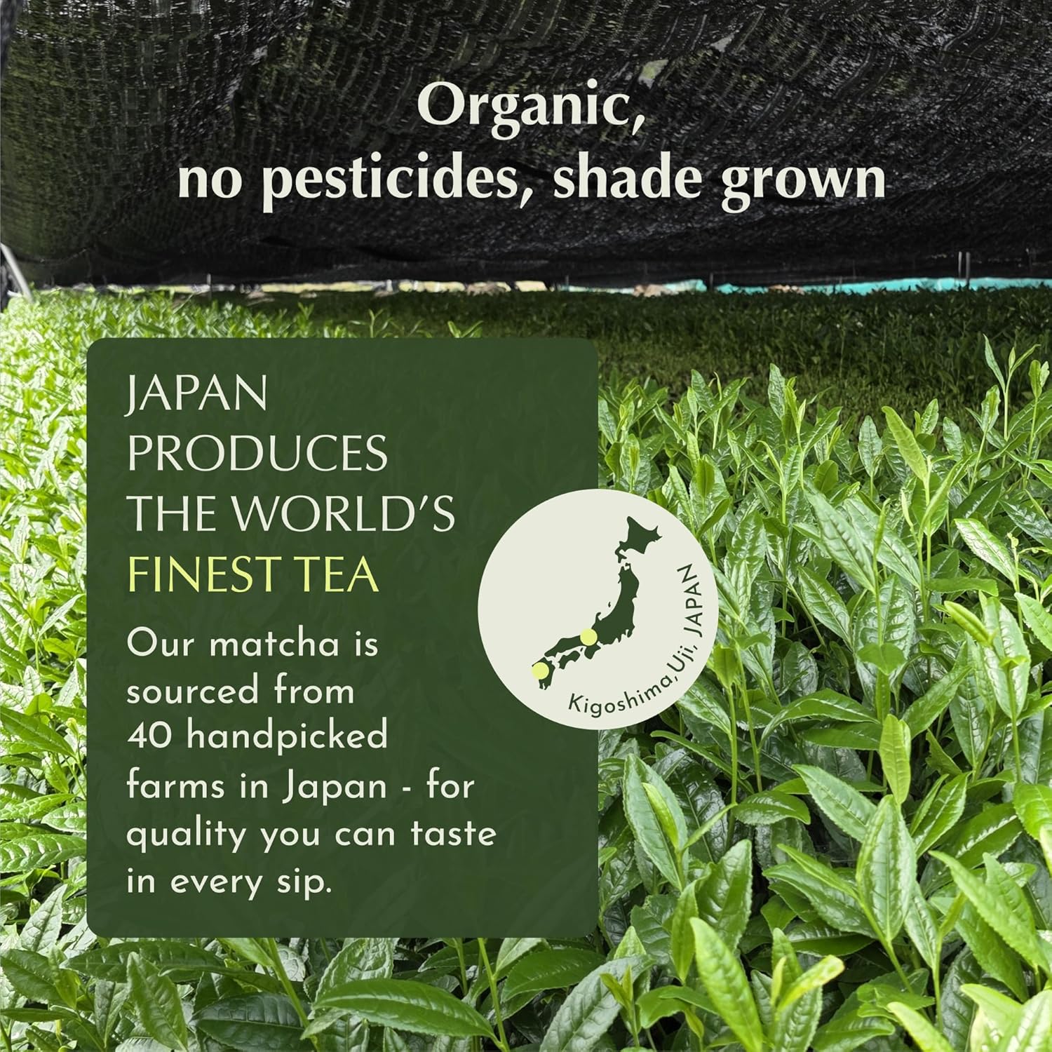 Encha Ceremonial Grade Matcha Powder - First Harvest Organic Japanese Matcha Green Tea Powder, From Uji, Japan (60g/2.12oz) - Image 6