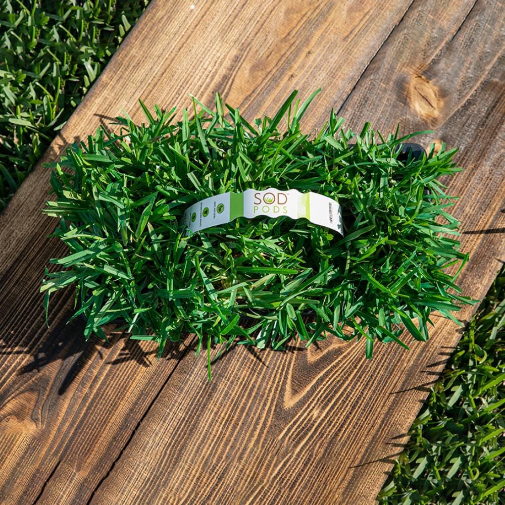 Bethel Farms 144-sq ft Natural St. Augustine Sod Plug