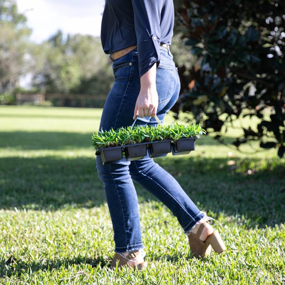 Bethel Farms 144-sq ft Natural St. Augustine Sod Plug