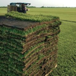 Harmony Outdoor Brands 500-sq ft Natural Bermuda Sod Pallet