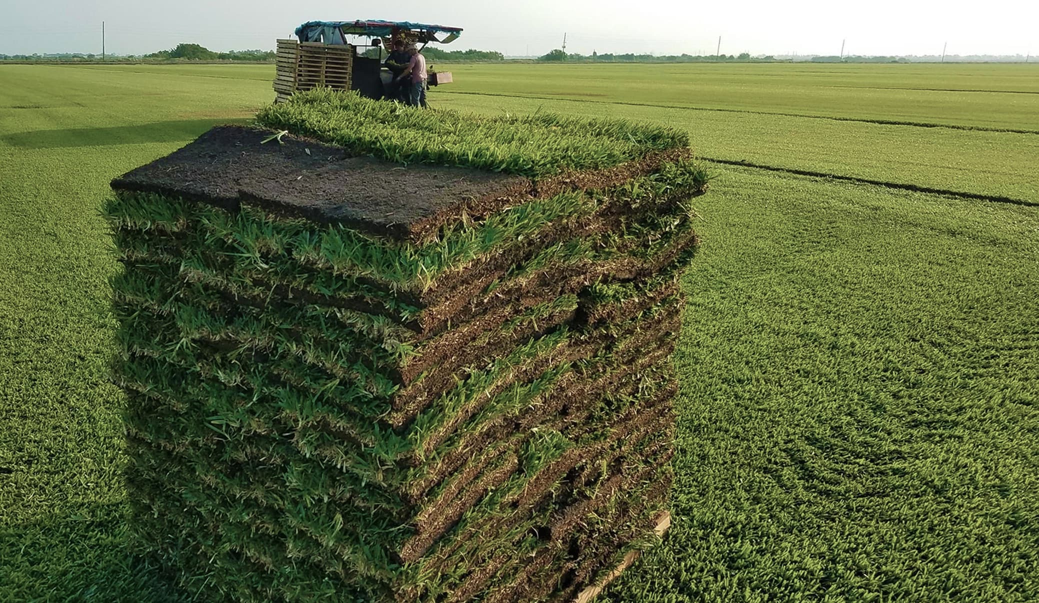 Harmony Outdoor Brands 500-sq ft Natural Bermuda Sod Pallet