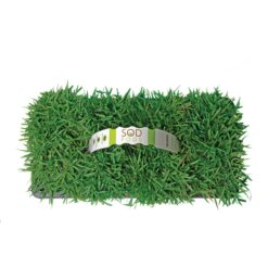 Bethel Farms 144-sq ft Natural Zoysia Sod Plug