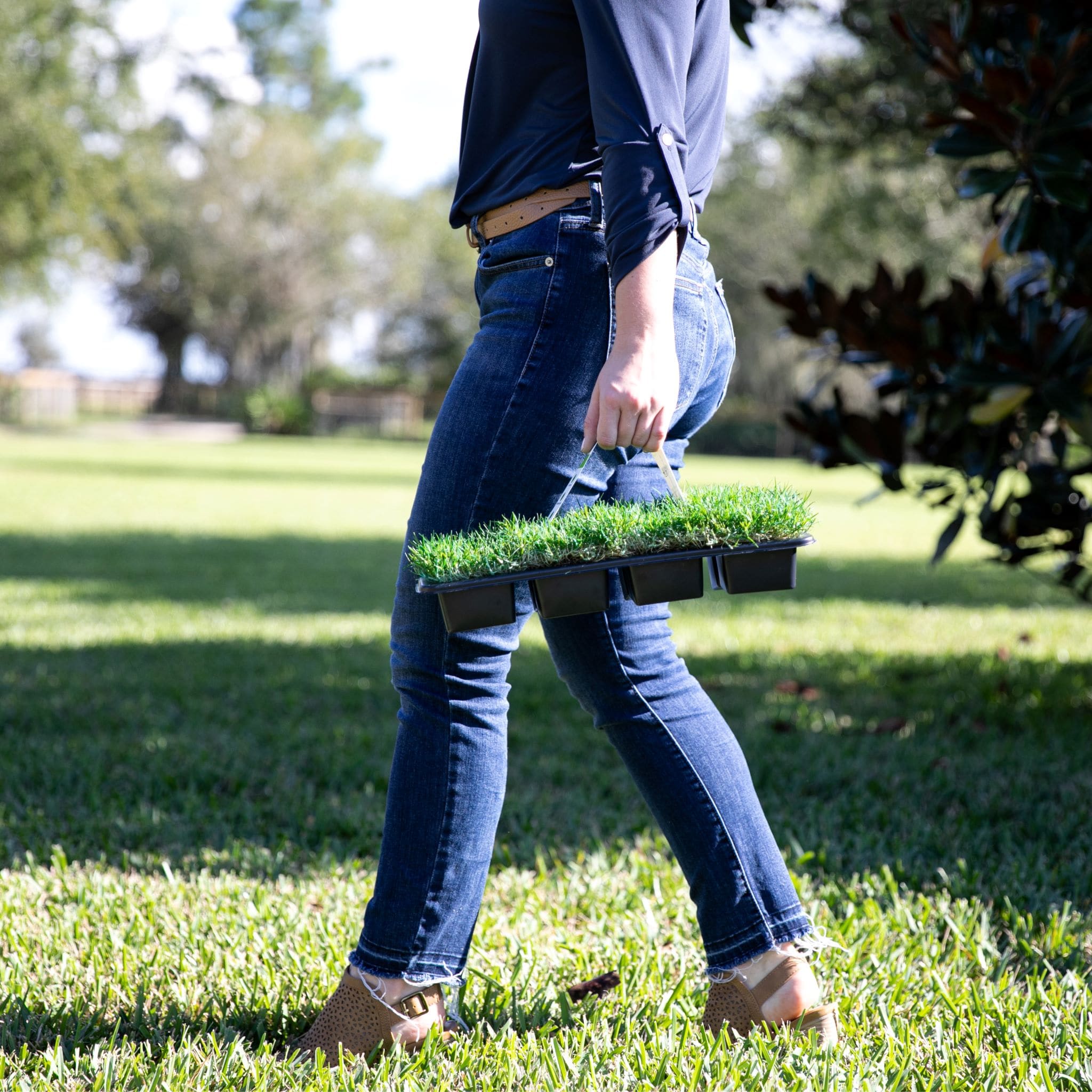 Bethel Farms 144-sq ft Natural Centipede Sod Plug