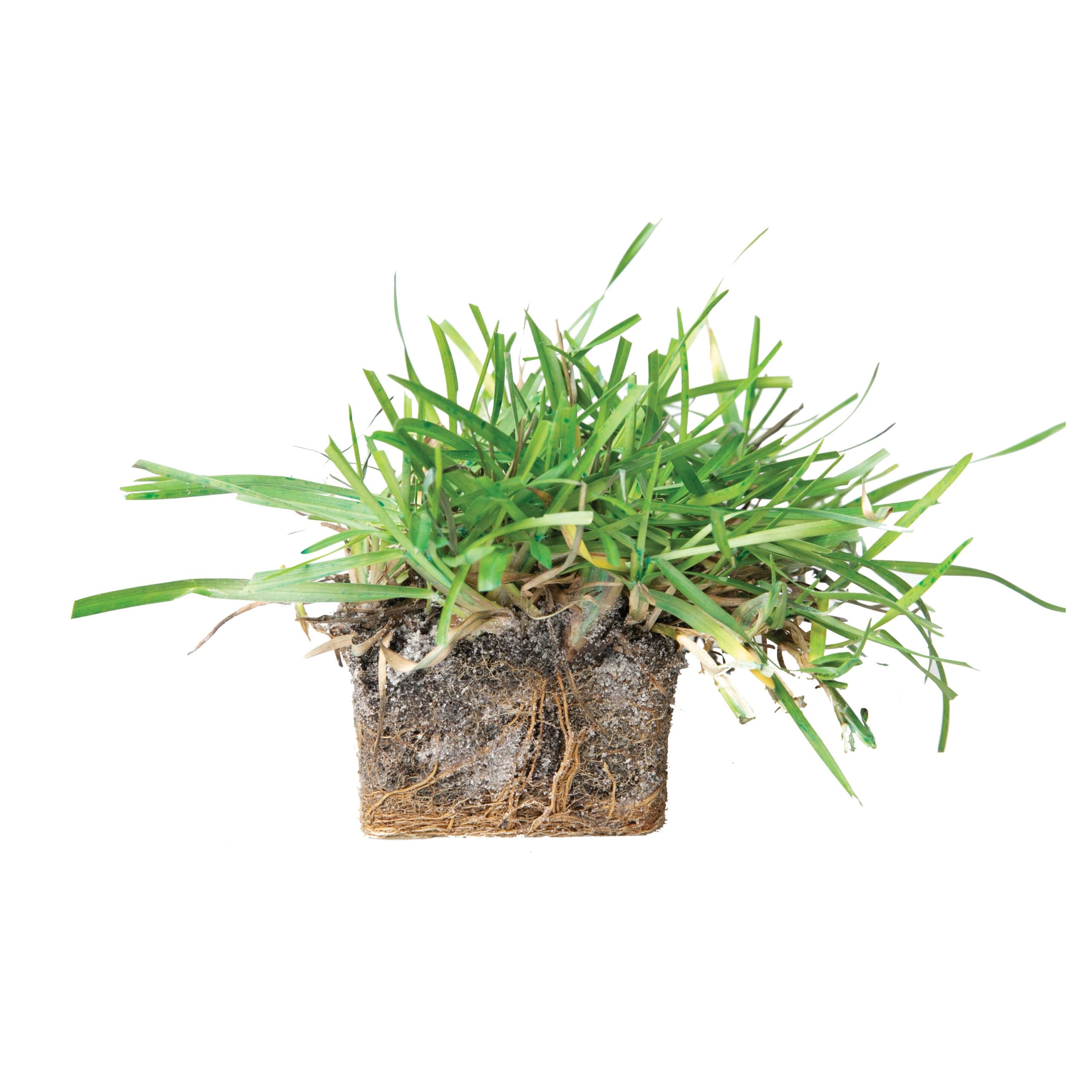 Bethel Farms 144-sq ft Natural Centipede Sod Plug