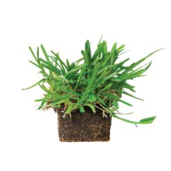 Bethel Farms 144-sq ft Natural St. Augustine Sod Plug