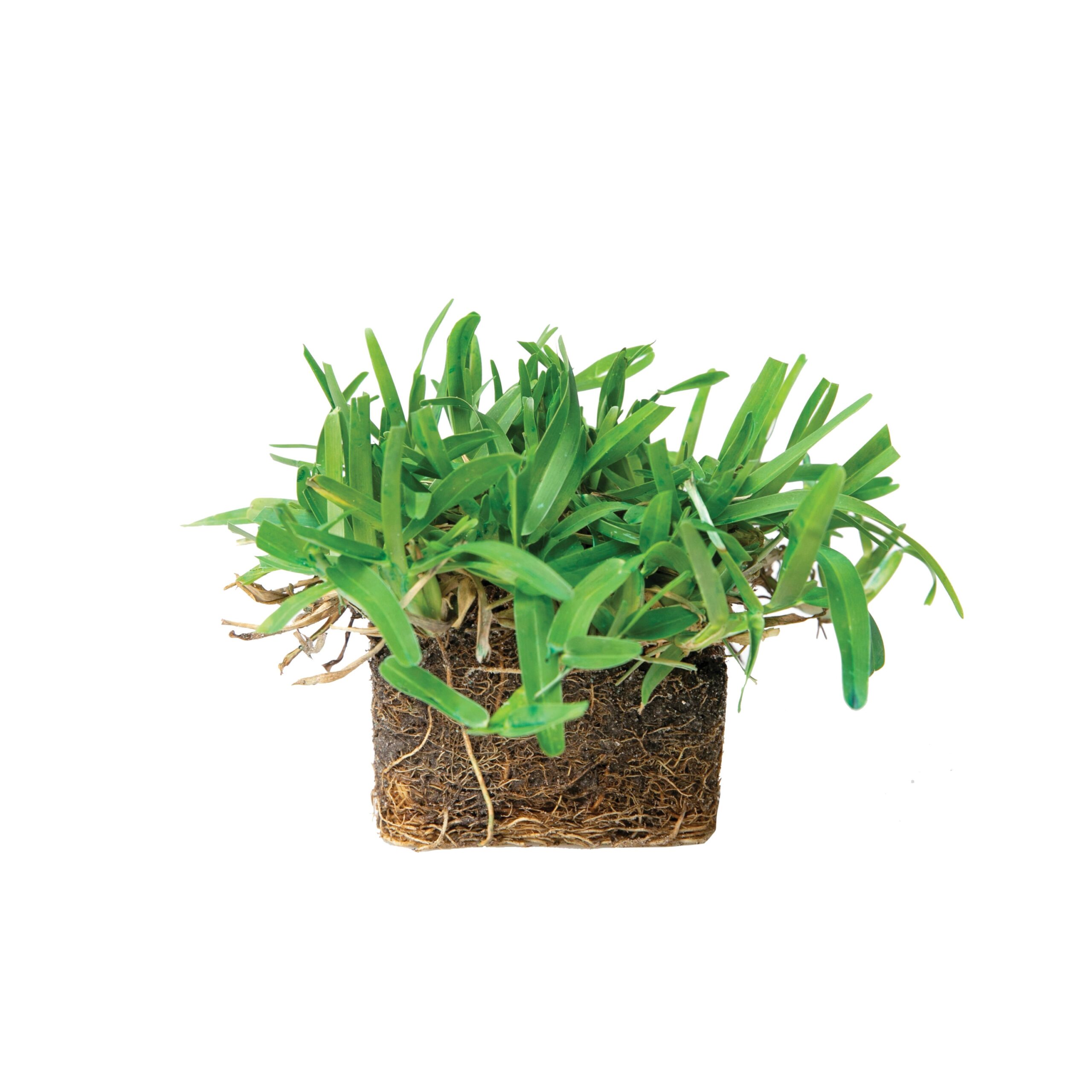 Bethel Farms 144-sq ft Natural St. Augustine Sod Plug