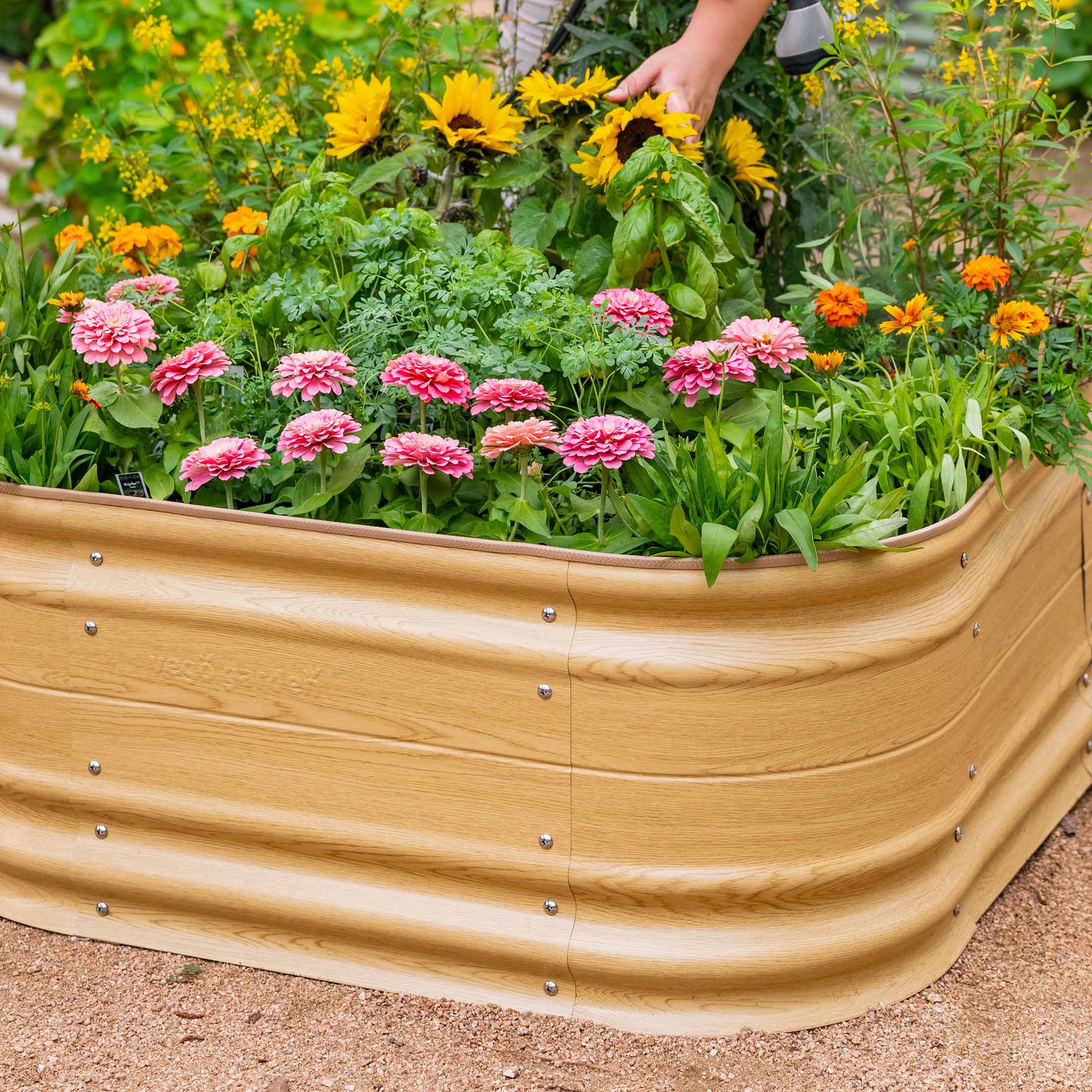 Vego Garden 42-Inches W x 78-Inches L x 17-Inches H Sunlit Oak Galvanized Metal Raised Garden Bed