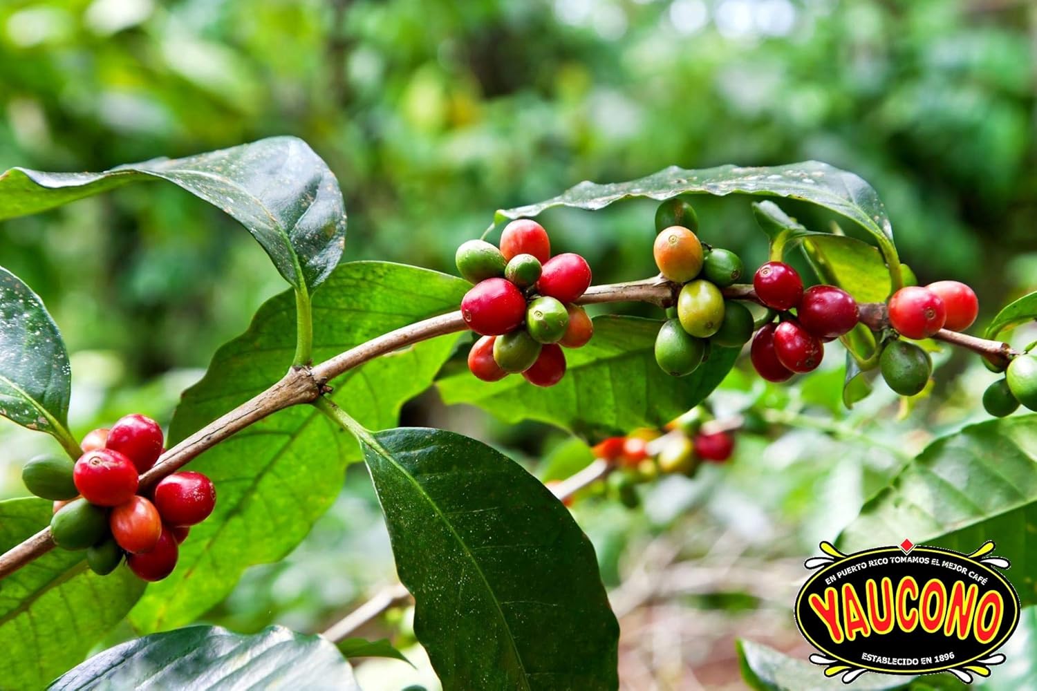 Yaucono Whole Bean Coffee, Arabica Medium Roast, Bagged, 2 Pound (Pack of 2)