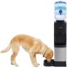 Primo Black Water cooler
