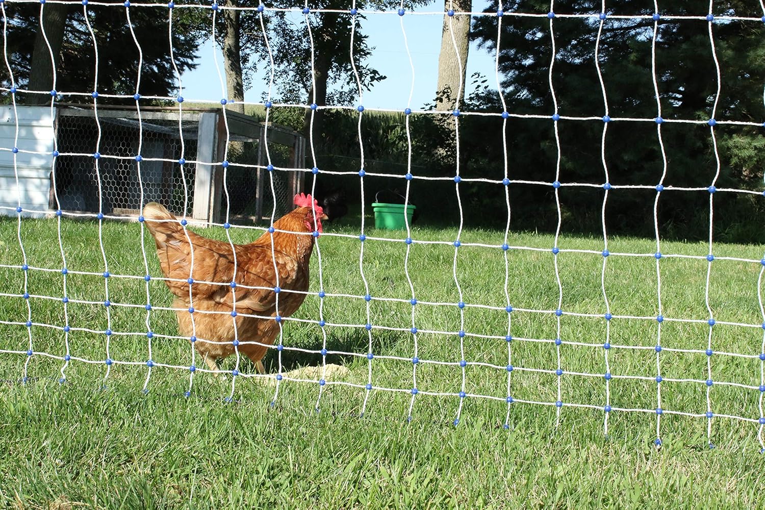 Starkline 48" x 164' Electric Poultry Netting with Double Spiked Fiberglass Posts | Electric Fence for Chickens in Backyards, Homesteads, Farms and Ranches