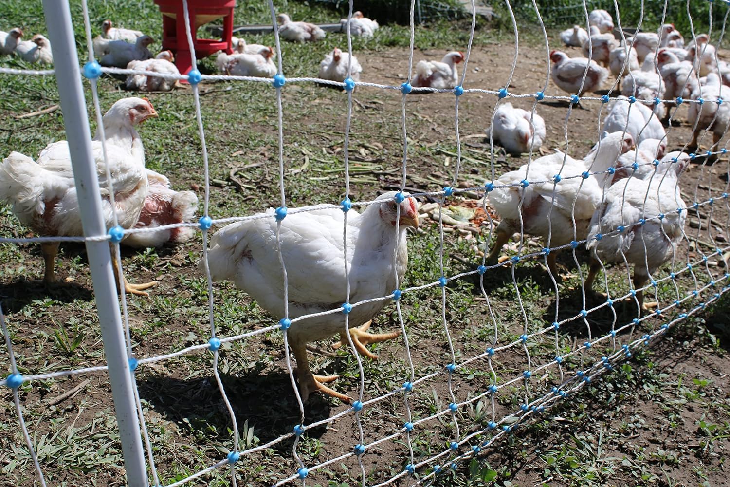 Starkline 48" x 164' Electric Poultry Netting with Double Spiked Fiberglass Posts | Electric Fence for Chickens in Backyards, Homesteads, Farms and Ranches