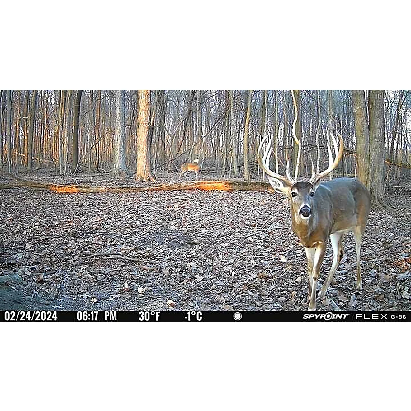 SpyPoint Flex G36 36.0 MP Cellular Game Cameras 2-Pack