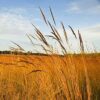 Outsidepride Perennial Tall Native Grass Seed Mix - 25 lbs. Blend of Drought-Tolerant, Low-Maintenance Bluestem