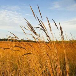 Outsidepride Perennial Tall Native Grass Seed Mix - 25 lbs. Blend of Drought-Tolerant, Low-Maintenance Bluestem