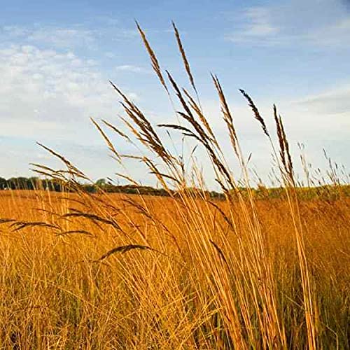 Outsidepride Perennial Tall Native Grass Seed Mix - 25 lbs. Blend of Drought-Tolerant, Low-Maintenance Bluestem