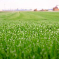 Barenbrug Turf Saver RTF Grass Seed w/Yellow Jacket Coating- Less Water Self-Repairing Tall Fescue Turf (50 LB Bag)