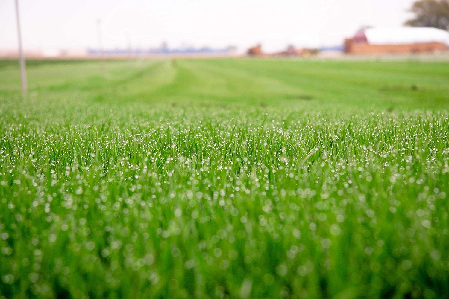 Barenbrug Turf Saver RTF Grass Seed w/Yellow Jacket Coating- Less Water Self-Repairing Tall Fescue Turf (50 LB Bag)