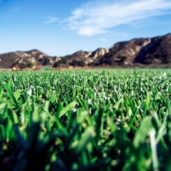 Barenbrug Turf Saver RTF Grass Seed w/Yellow Jacket Coating- Less Water Self-Repairing Tall Fescue Turf (50 LB Bag)