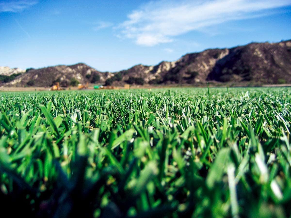 Barenbrug Turf Saver RTF Grass Seed w/Yellow Jacket Coating- Less Water Self-Repairing Tall Fescue Turf (50 LB Bag)