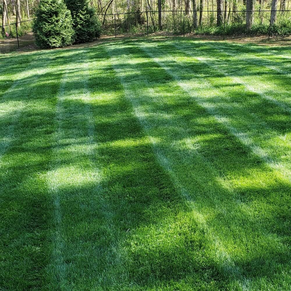 Outsidepride Midnight Kentucky Bluegrass Seed - 50 Lbs. Cold & Drought Tolerant, Sun-Loving Lawn Grass Seed