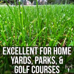Blue Eagle Kentucky Bluegrass Seed, 25LB Bulk Bag, Uncoated & No Fill, Grow Beautiful & Best Yards, Cold Tolerant