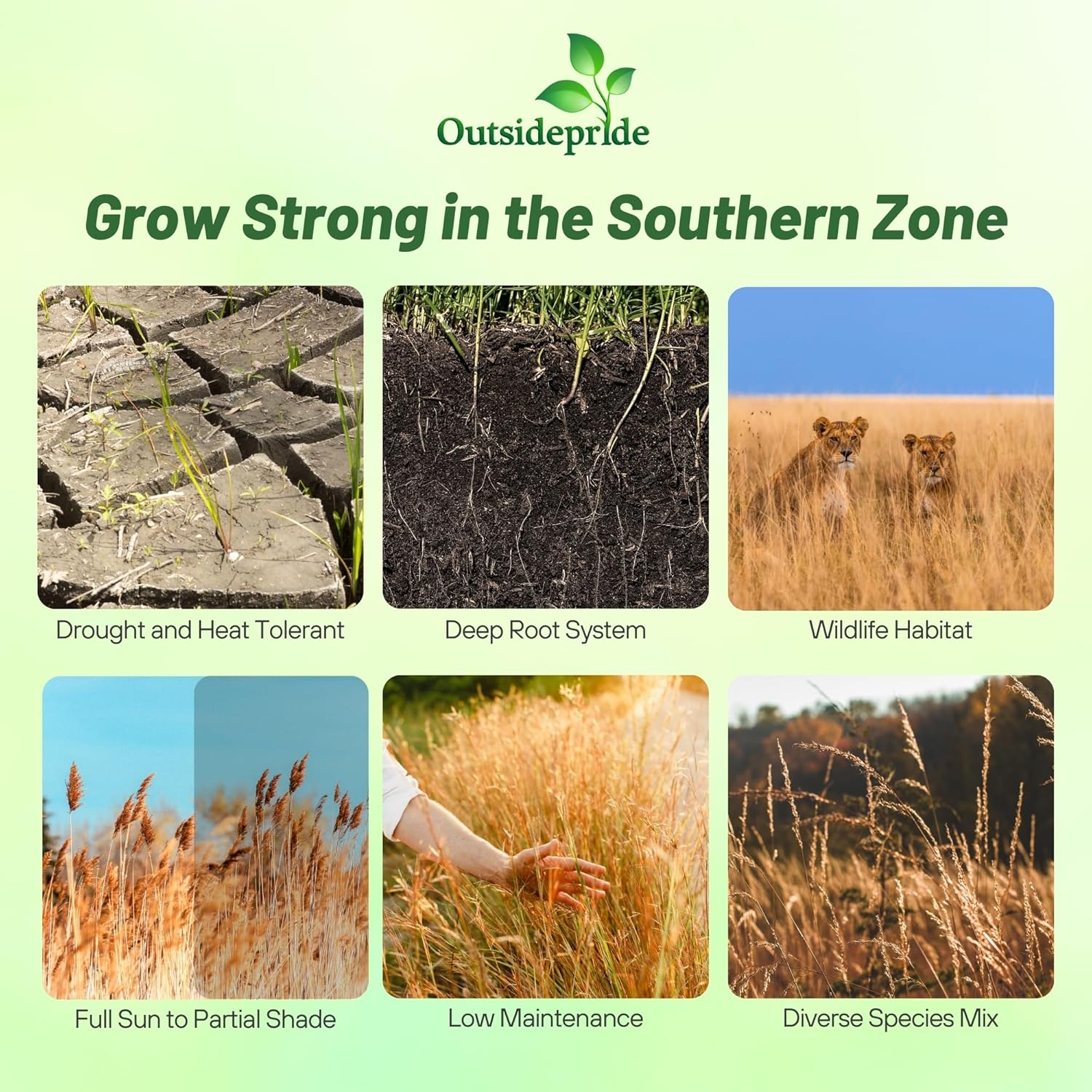 Outsidepride Perennial Tall Native Grass Seed Mix - 25 lbs. Blend of Drought-Tolerant, Low-Maintenance Bluestem