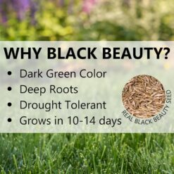 Jonathan Green (10316) Black Beauty Original Grass Seed Blend - Cool Season Lawn Seed (50 lb)