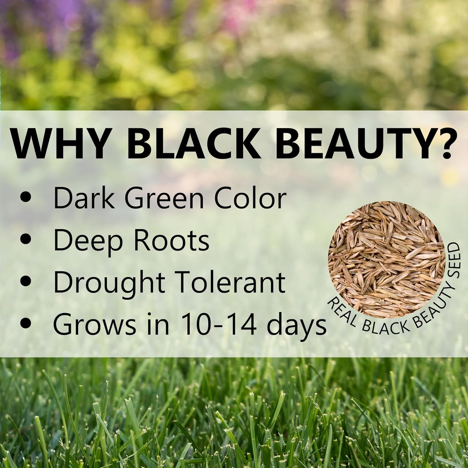 Jonathan Green (10316) Black Beauty Original Grass Seed Blend - Cool Season Lawn Seed (50 lb)