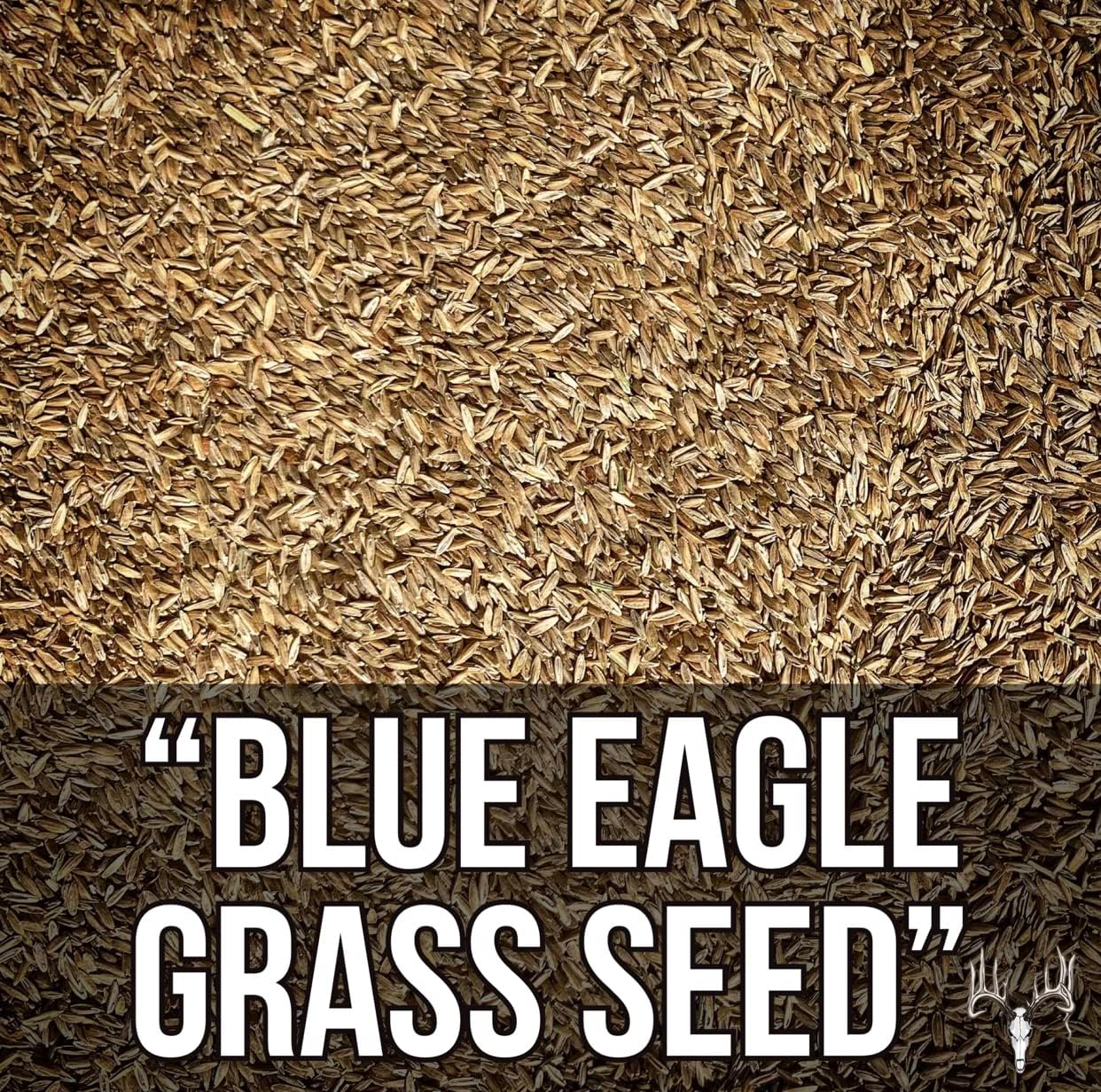 Blue Eagle Kentucky Bluegrass Seed, 25LB Bulk Bag, Uncoated & No Fill, Grow Beautiful & Best Yards, Cold Tolerant