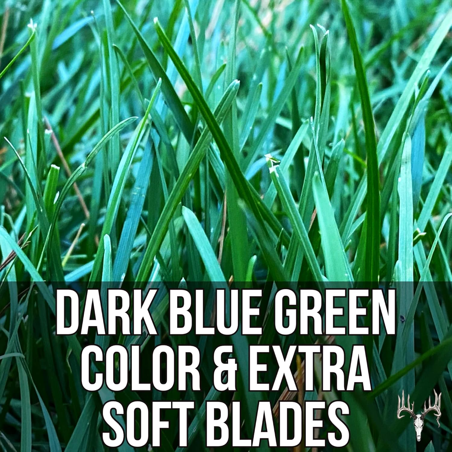 Blue Eagle Kentucky Bluegrass Seed, 25LB Bulk Bag, Uncoated & No Fill, Grow Beautiful & Best Yards, Cold Tolerant