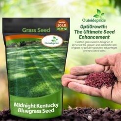 Outsidepride Midnight Kentucky Bluegrass Seed - 50 Lbs. Cold & Drought Tolerant, Sun-Loving Lawn Grass Seed