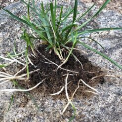 Barenbrug Turf Saver RTF Grass Seed w/Yellow Jacket Coating- Less Water Self-Repairing Tall Fescue Turf (50 LB Bag)