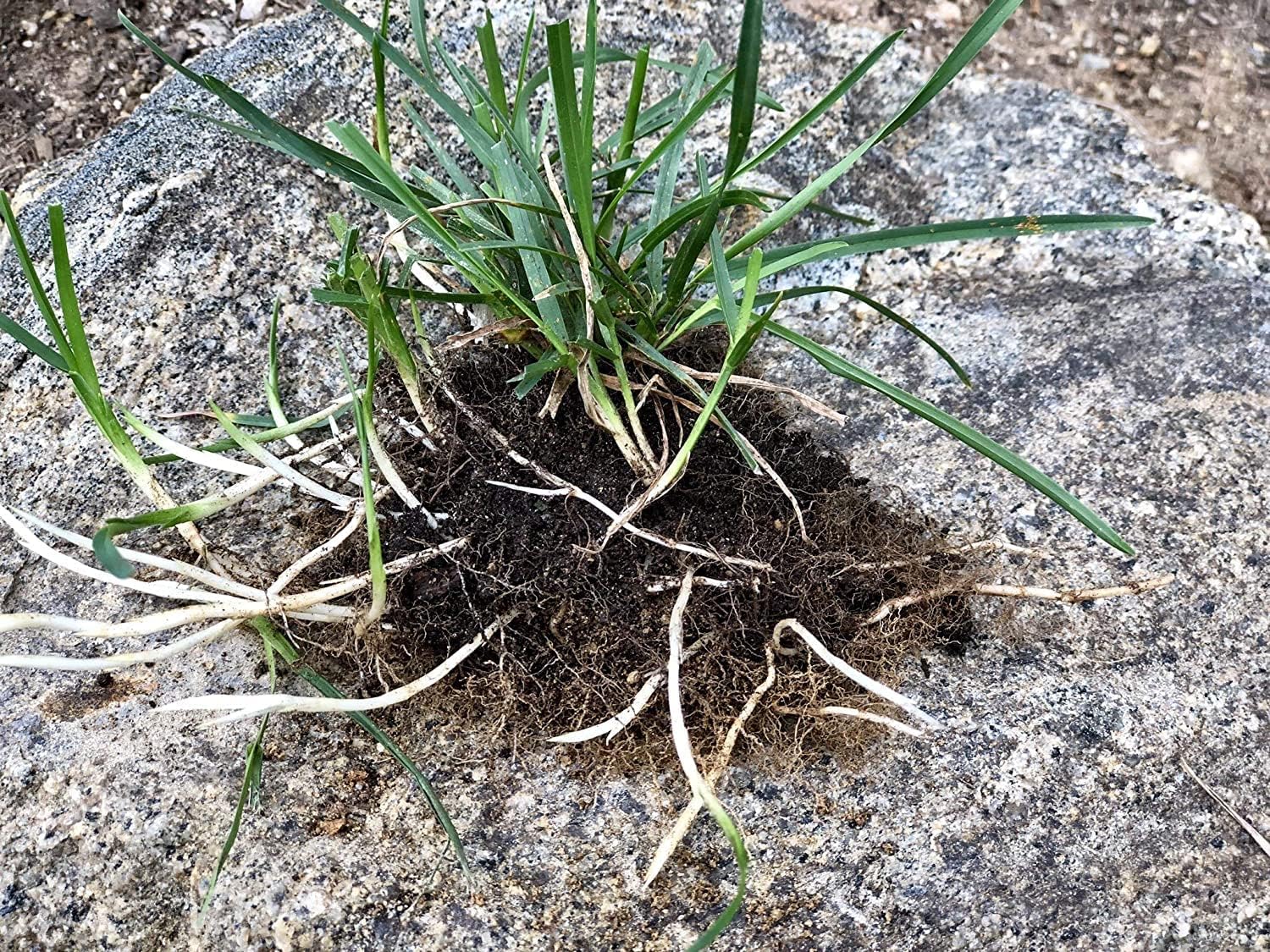 Barenbrug Turf Saver RTF Grass Seed w/Yellow Jacket Coating- Less Water Self-Repairing Tall Fescue Turf (50 LB Bag)