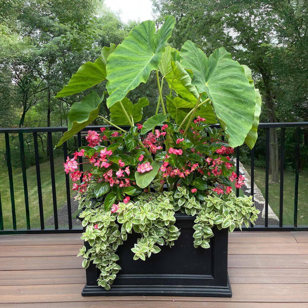 Mayne Fairfield 20 in. x 36 in. Self-Watering Black Polyethylene Planter