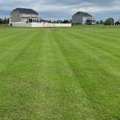 Outsidepride Maya (Blackjack II) Bermuda Grass Seed - 50 lbs Warm Season, Drought Tolerant, Fast Growing, Fine-Textured Bermuda Grass Seeds