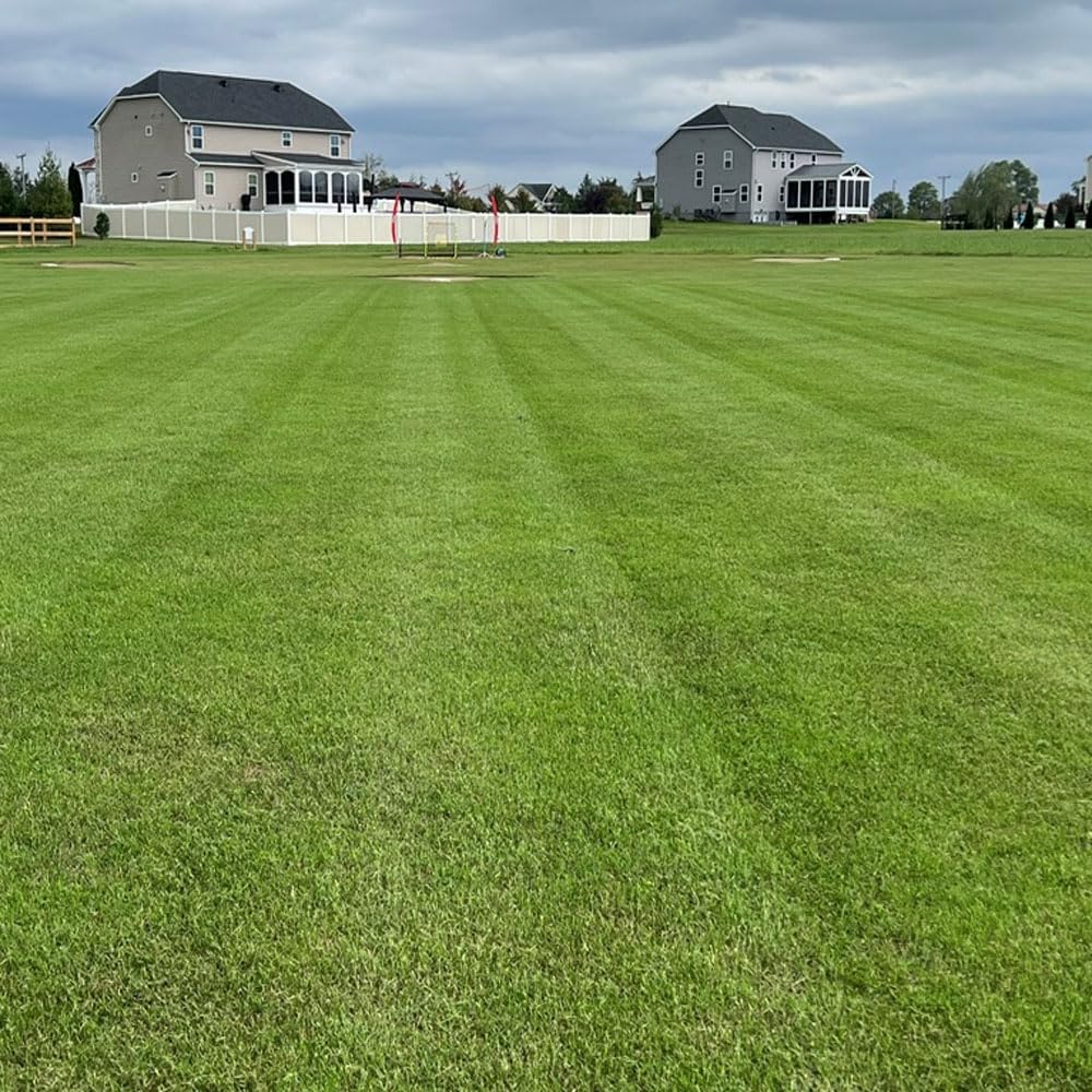 Outsidepride Maya (Blackjack II) Bermuda Grass Seed - 50 lbs Warm Season, Drought Tolerant, Fast Growing, Fine-Textured Bermuda Grass Seeds