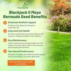 Outsidepride Maya (Blackjack II) Bermuda Grass Seed - 50 lbs Warm Season, Drought Tolerant, Fast Growing, Fine-Textured Bermuda Grass Seeds