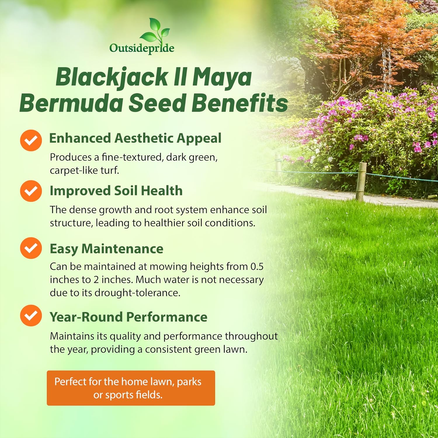 Outsidepride Maya (Blackjack II) Bermuda Grass Seed - 50 lbs Warm Season, Drought Tolerant, Fast Growing, Fine-Textured Bermuda Grass Seeds