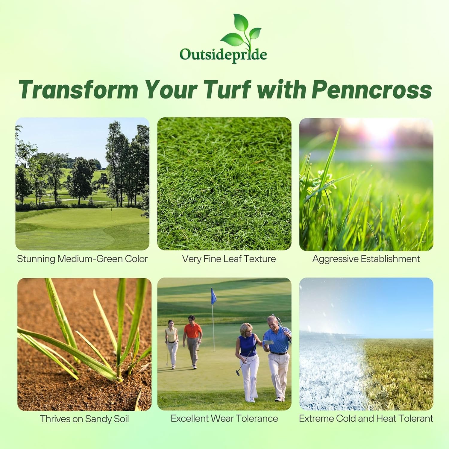 Outsidepride PC2.0 (Penncross) Creeping Bent Grass Seed – 25 lbs. Premium Golf Course Grade, Dense, Wear-Resistant Turf Grass Seeds