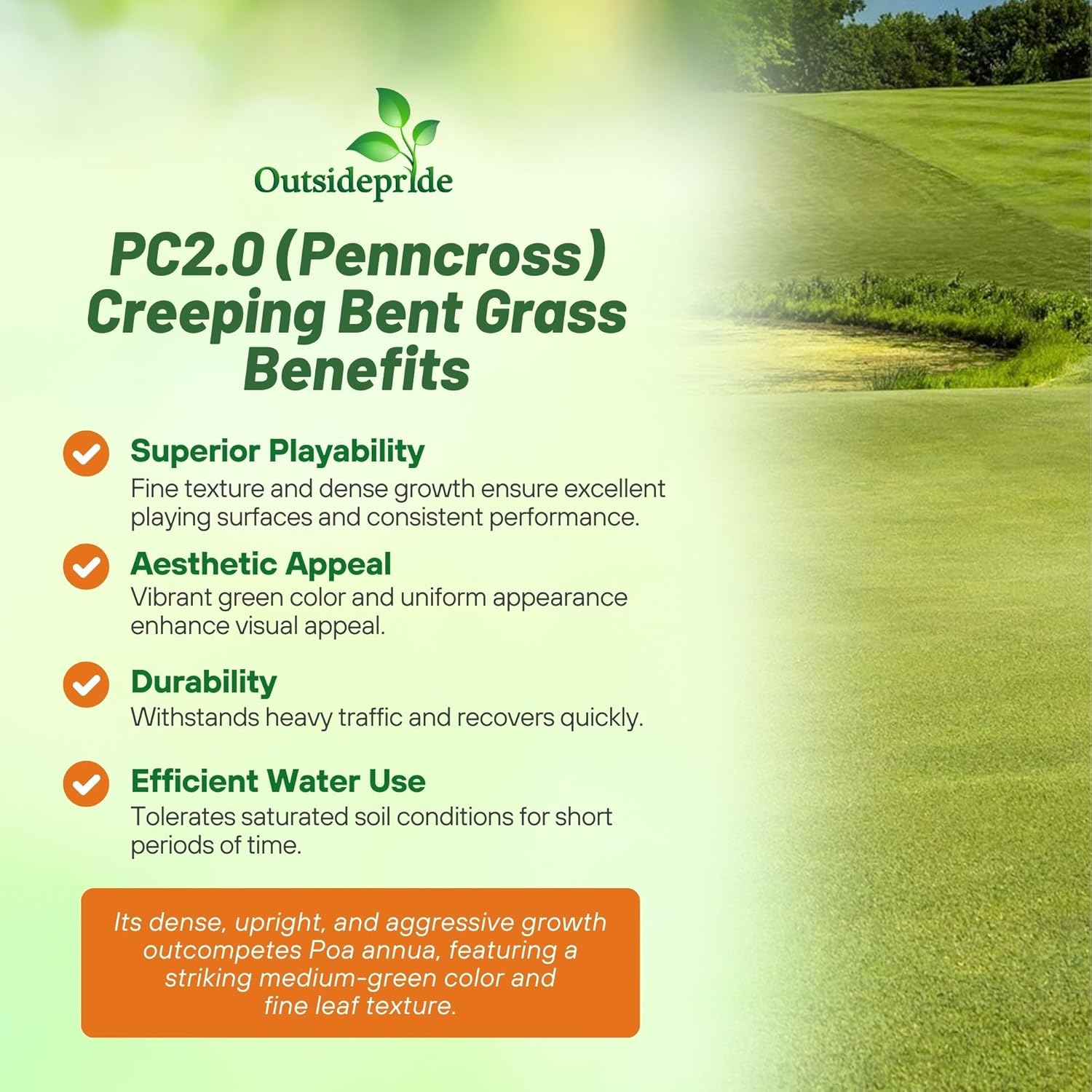 Outsidepride PC2.0 (Penncross) Creeping Bent Grass Seed – 25 lbs. Premium Golf Course Grade, Dense, Wear-Resistant Turf Grass Seeds