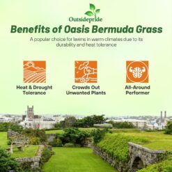 Outsidepride Oasis Bermuda Grass Seed - 50 lbs Warm Season, High Traffic, Heat Resistant, Drought-Tolerant, Low-Maintenance, Fast Growing Turf Grass