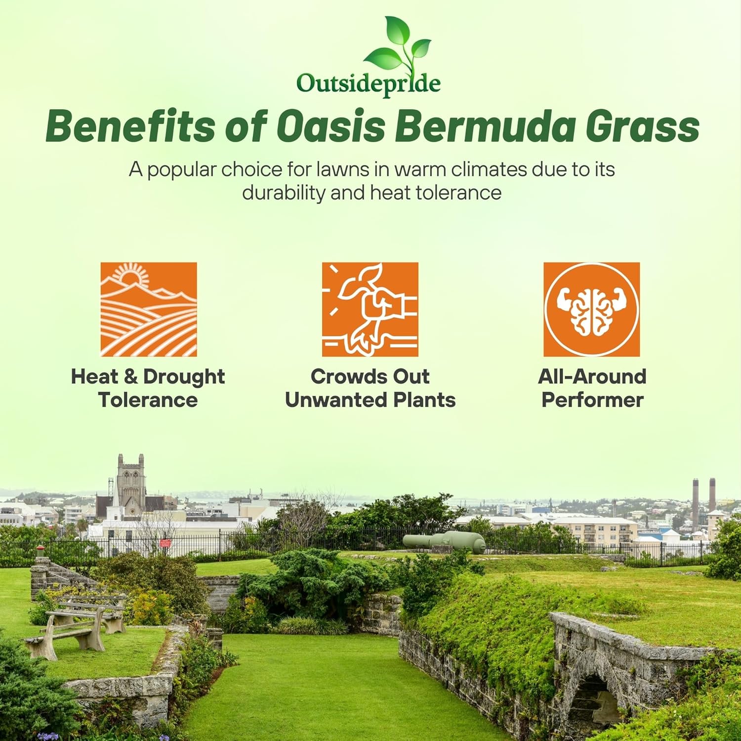 Outsidepride Oasis Bermuda Grass Seed - 50 lbs Warm Season, High Traffic, Heat Resistant, Drought-Tolerant, Low-Maintenance, Fast Growing Turf Grass