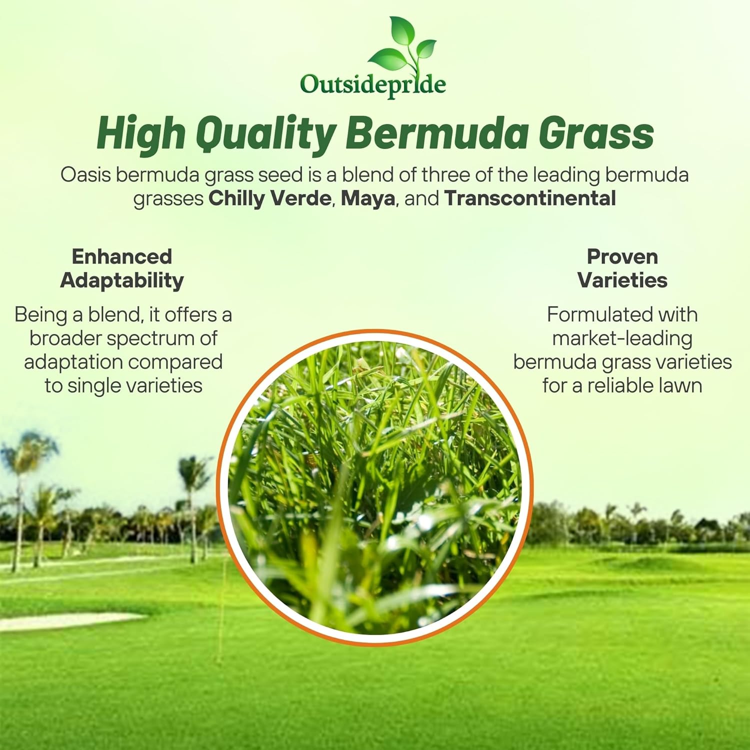 Outsidepride Oasis Bermuda Grass Seed - 50 lbs Warm Season, High Traffic, Heat Resistant, Drought-Tolerant, Low-Maintenance, Fast Growing Turf Grass